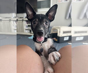 Mutt Dogs for adoption in Oakhurst, NJ, USA