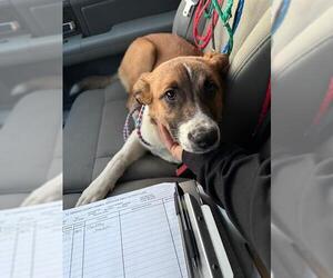 Labrador Retriever-Unknown Mix Dogs for adoption in South Lake Tahoe, CA, USA