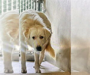Great Pyrenees-Unknown Mix Dogs for adoption in San Bernardino, CA, USA