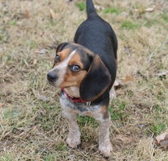 Medium Photo #1 Beagle Puppy For Sale in Potomac, MD, USA