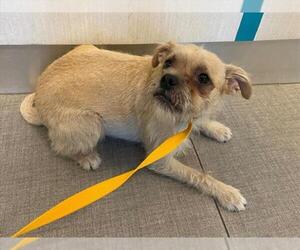 Norfolk Terrier-Unknown Mix Dogs for adoption in Rancho Cucamonga, CA, USA