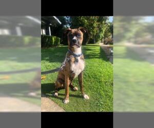 Boxer Dogs for adoption in Santa Ana, CA, USA