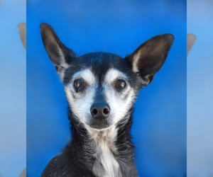 Chihuahua Dogs for adoption in Pasadena, CA, USA