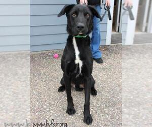 Retriever -Unknown Mix Dogs for adoption in Cheyenne, WY, USA