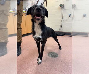 German Wirehaired Pointer-Unknown Mix Dogs for adoption in Ogden, UT, USA