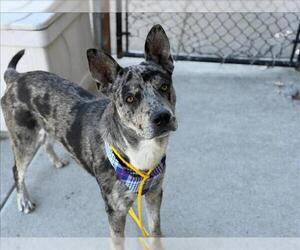 Catahoula Leopard Dog-Unknown Mix Dogs for adoption in Tulsa, OK, USA