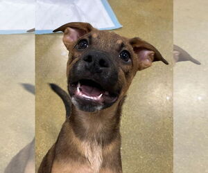 Boxer-Pointer Mix Dogs for adoption in El Centro, CA, USA