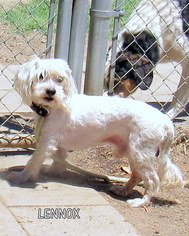 Lhasa-Poo Dogs for adoption in Lindsay, CA, USA