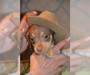 Chipin Dogs for adoption in Brighton, TN, USA