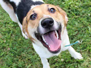 English Foxhound Dogs for adoption in Fort Wayne, IN, USA