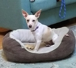 Chiweenie Dogs for adoption in Englewood, CO, USA
