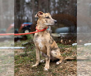 American Pit Bull Terrier-Unknown Mix Dogs for adoption in Sparta, TN, USA
