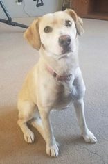 Medium Photo #1 Labrador Retriever-Unknown Mix Puppy For Sale in Harrison, AR, USA