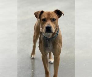 Labrador Retriever-Unknown Mix Dogs for adoption in HESPERIA, CA, USA