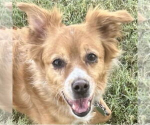 Mutt Dogs for adoption in Canton, CT, USA