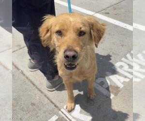 Golden Retriever-Unknown Mix Dogs for adoption in San Diego, CA, USA