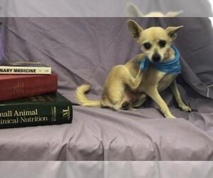 Chihuahua Dogs for adoption in Albany, GA, USA