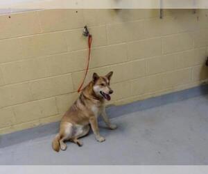 Ausky Dogs for adoption in Tulsa, OK, USA