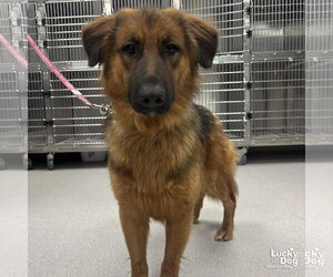 Mutt Dogs for adoption in Washington, DC, USA