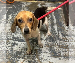 Beagle Dogs for adoption in Minneapolis, MN, USA