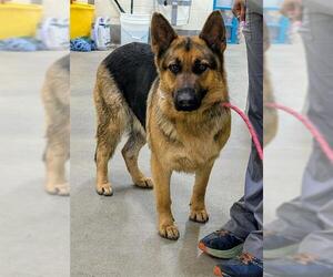 German Shepherd Dog Dogs for adoption in Forestville, MD, USA