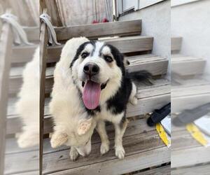 Huskies -Unknown Mix Dogs for adoption in San Antonio, TX, USA
