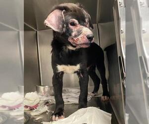 American Staffordshire Terrier-Unknown Mix Dogs for adoption in San Antonio, TX, USA