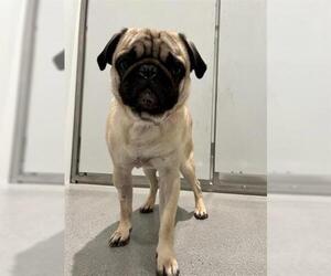 Pug Dogs for adoption in San Francisco, CA, USA