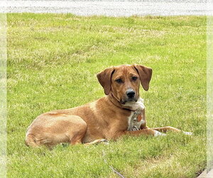Mutt Dogs for adoption in Holly Springs, NC, USA