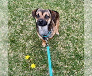 Chihuahua-Unknown Mix Dogs for adoption in Santa Clara, CA, USA