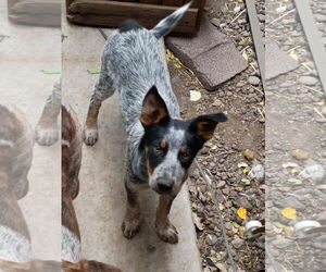 Mutt Dogs for adoption in Chama, NM, USA