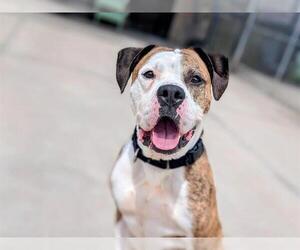 Boxer-Unknown Mix Dogs for adoption in Denver, CO, USA