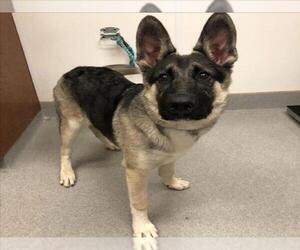 German Shepherd Dog Dogs for adoption in Rancho Cucamonga, CA, USA