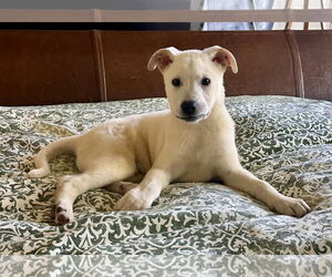 Labrador Retriever-Unknown Mix Dogs for adoption in Royal Palm Beach, FL, USA