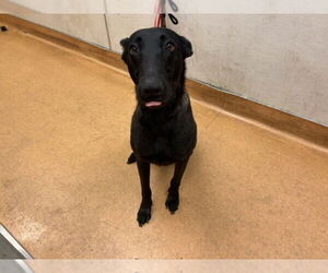 Mutt Dogs for adoption in Martinez, CA, USA