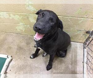 Lab-Pointer Dogs for adoption in Pierceton , IN, USA