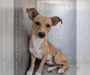 Mutt Dogs for adoption in San Antonio, TX, USA