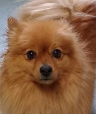 Pomeranian Dogs for adoption in Cabool, MO, USA