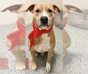 American Pit Bull Terrier-Unknown Mix Dogs for adoption in Clarkston, MI, USA
