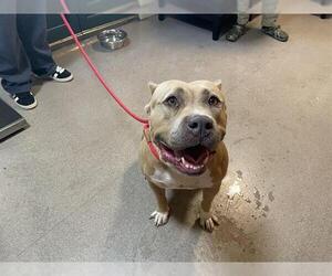 American Pit Bull Terrier Dogs for adoption in Pasadena, CA, USA