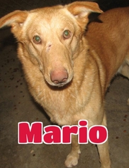 Medium Photo #1 Pharaoh Hound Puppy For Sale in Lawrenceburg, KY, USA