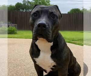 American Pit Bull Terrier Dogs for adoption in Vail, AZ, USA