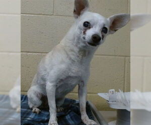 Chihuahua-Unknown Mix Dogs for adoption in Downey, CA, USA