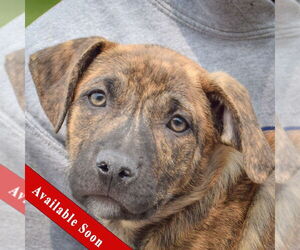 American Staffordshire Terrier-Boxer Mix Dogs for adoption in Huntley, IL, USA
