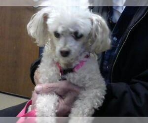 Poodle (Toy) Dogs for adoption in Fort Wayne, IN, USA