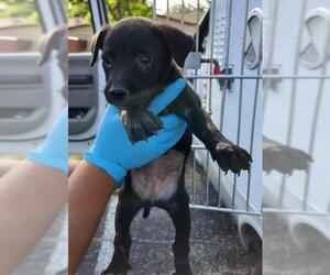 Labrador Retriever-Unknown Mix Dogs for adoption in San Antonio, TX, USA