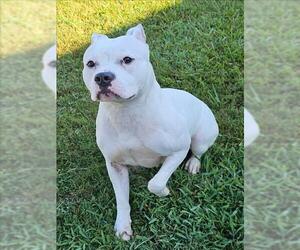 Staffordshire Bull Terrier Dogs for adoption in Grovetown, GA, USA