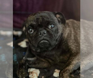 Pug-Unknown Mix Dogs for adoption in San Diego, CA, USA