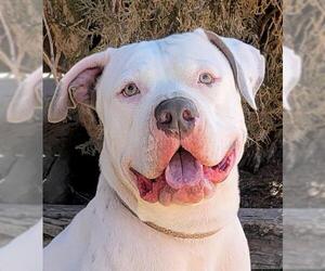 Dogo Argentino Dogs for adoption in Albuquerque, NM, USA