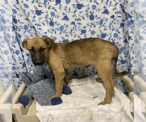 German Shepherd Dog-Unknown Mix Dogs for adoption in Modesto, CA, USA